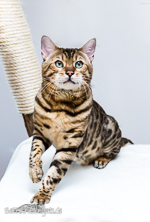 Bengalokatze